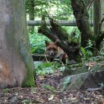 Bild von Fuchs